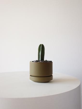 indoor plants picture