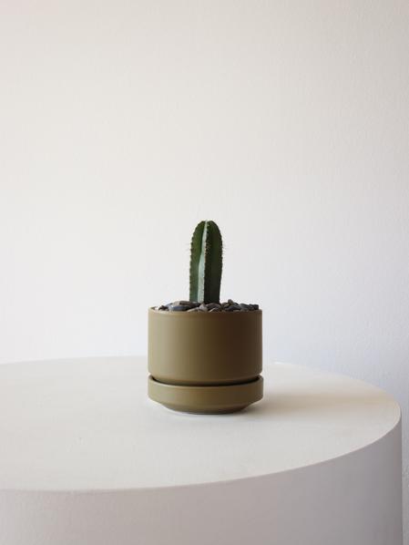 Mexican Fence Post Cactus