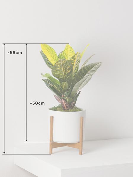 Croton Golden Petra
