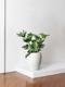 Hope Philodendron