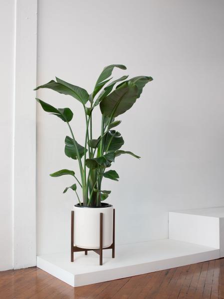 Bird of Paradise