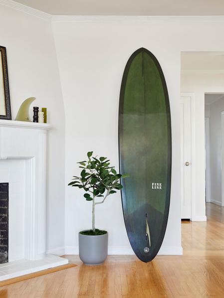 Ficus Audrey Tree