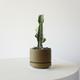 Euphorbia Trigona