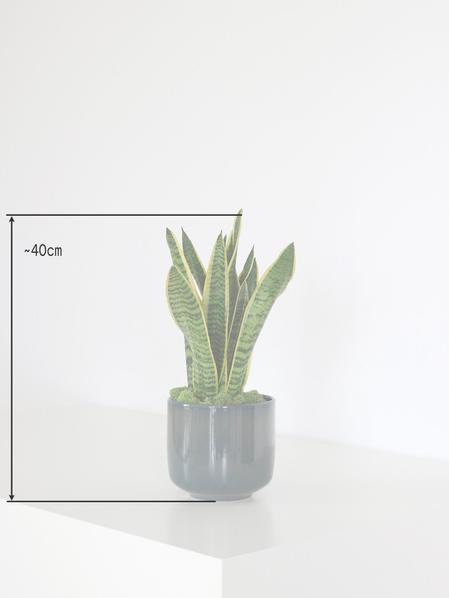 Duo Pothos Cascade X Sansevieria Laurentii