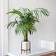 Kentia Palm