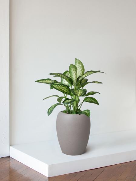 Dieffenbachia