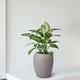 Dieffenbachia