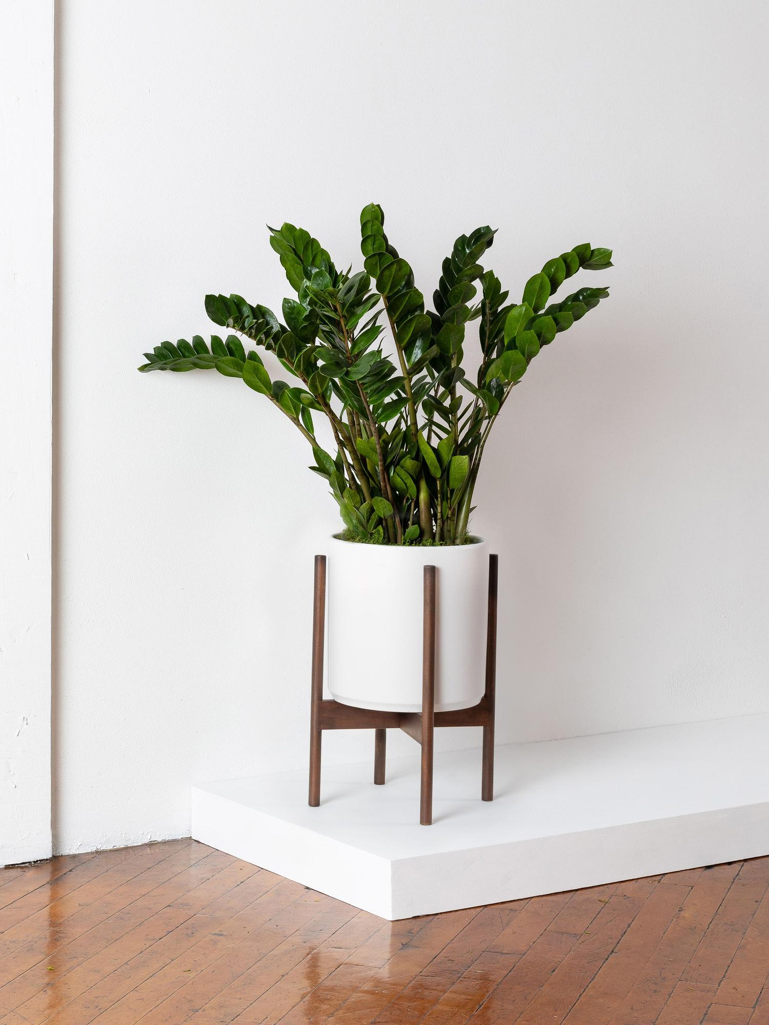 Discover our collection of best-selling large floor plants. All plants are guaranteed for 45 days and include lifetime access to the Léon & George Plant Doctor service.
