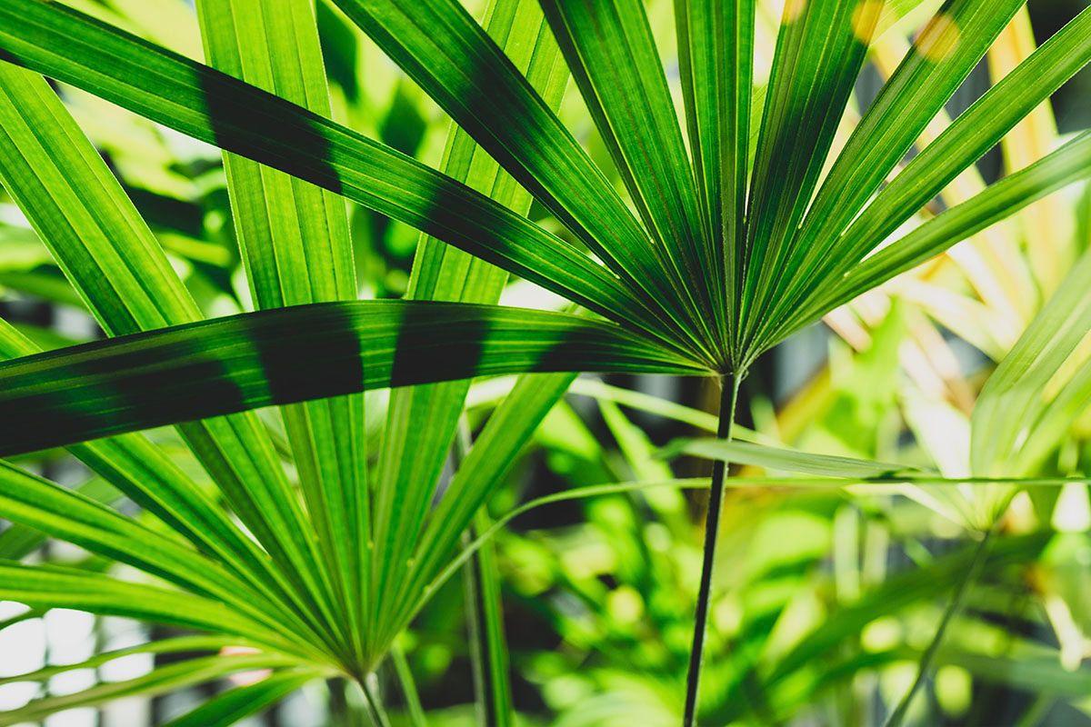 Palmier Bambou feuillage