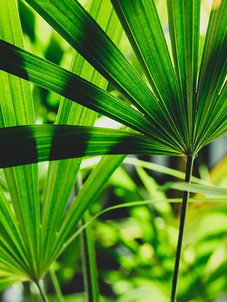 Palmier Bambou feuillage