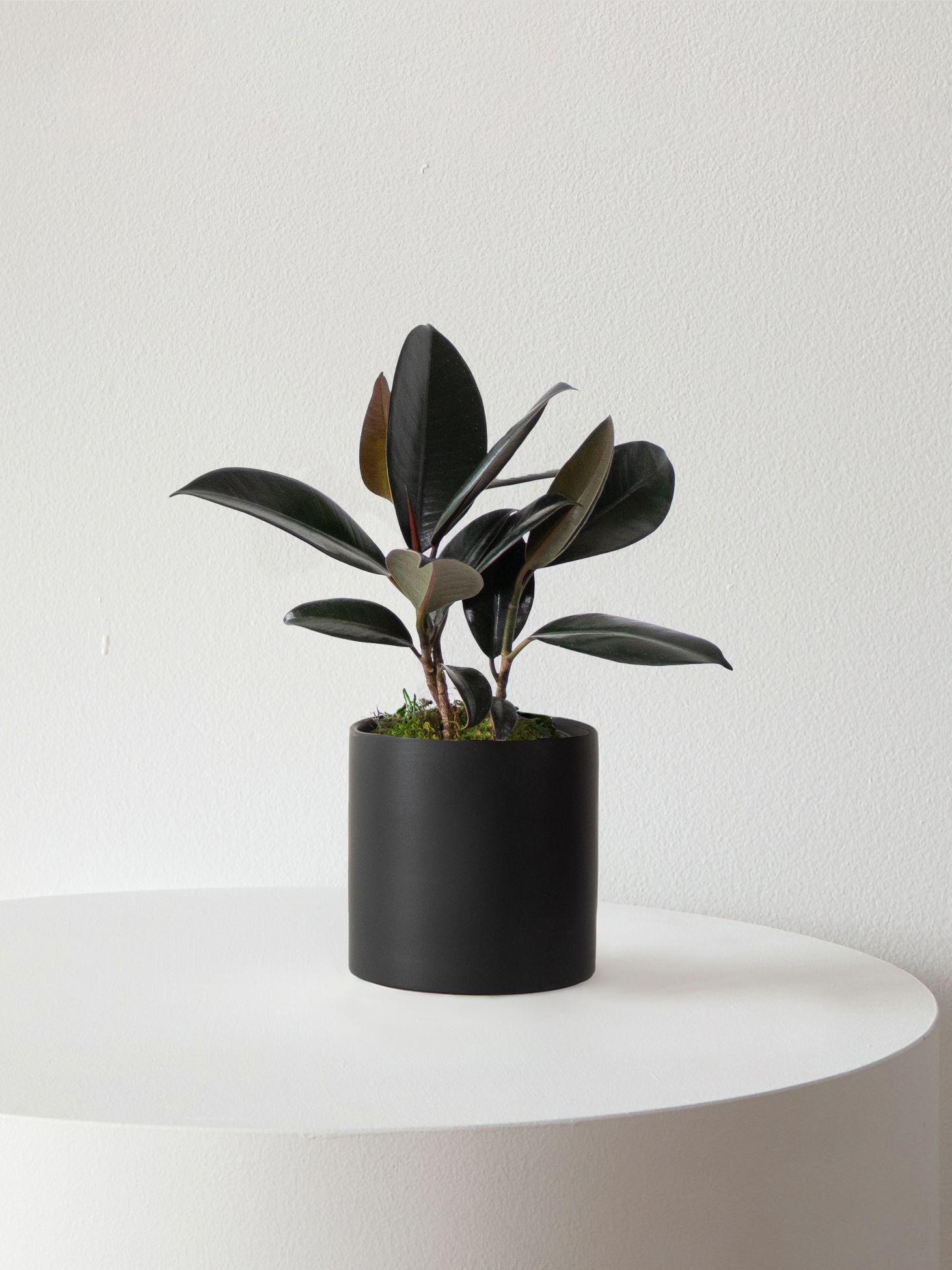 Rubber Plant - Coral Ceramic