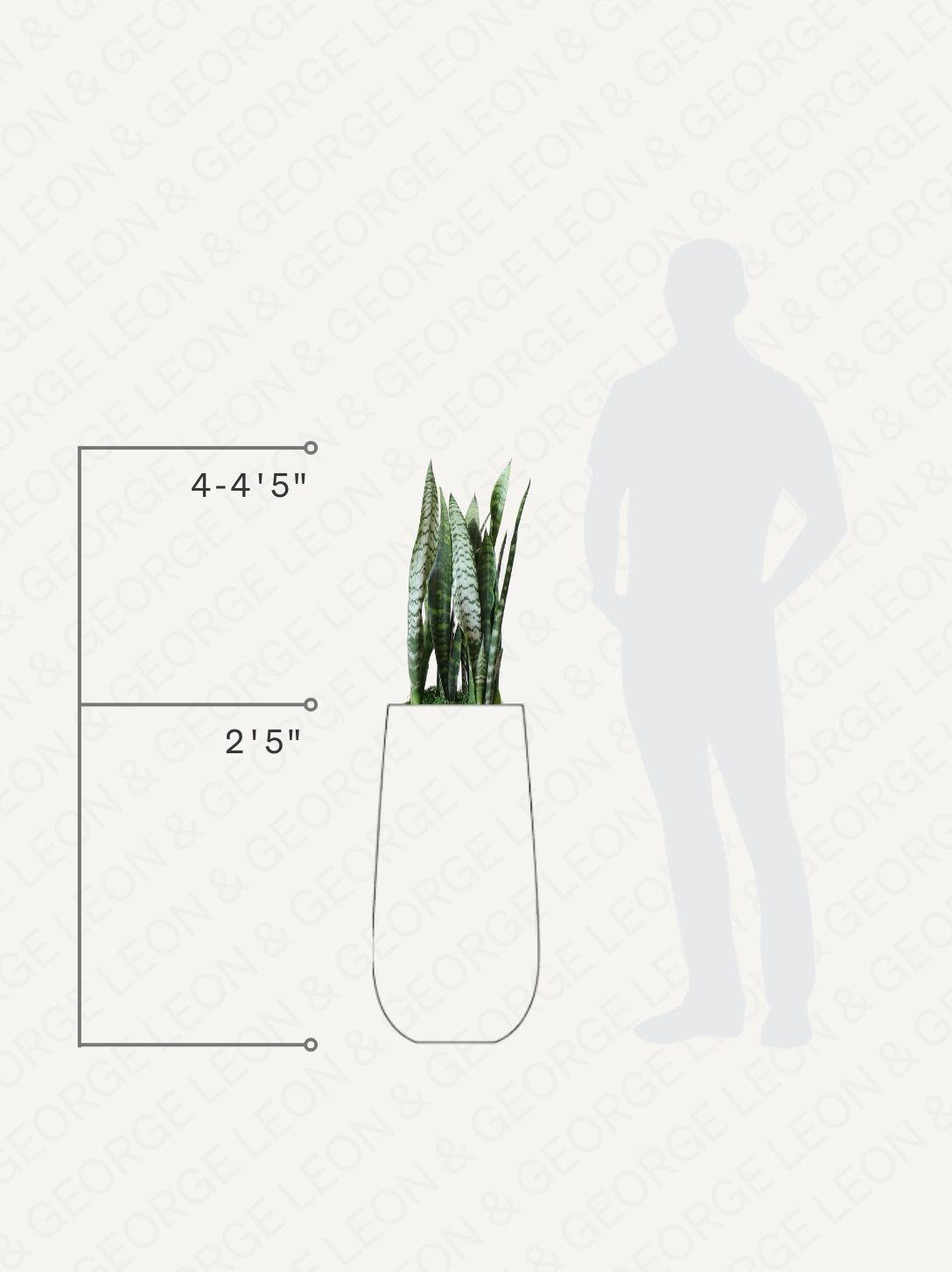 Black Coral Snake Plant