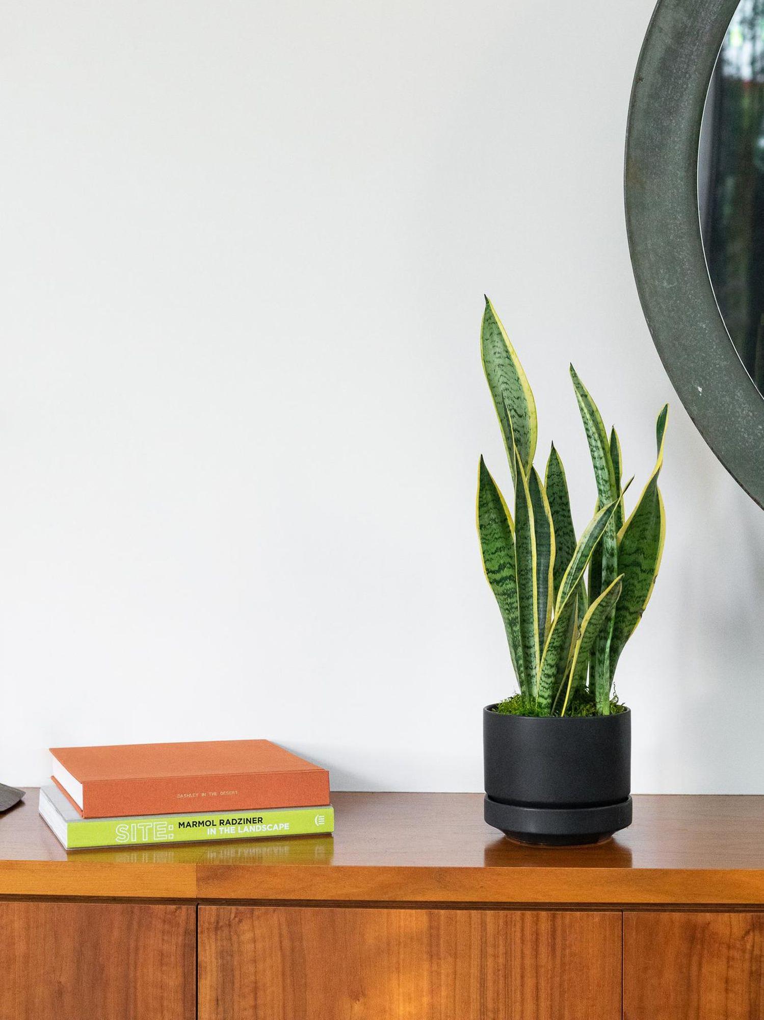 Snake Plant Laurentii