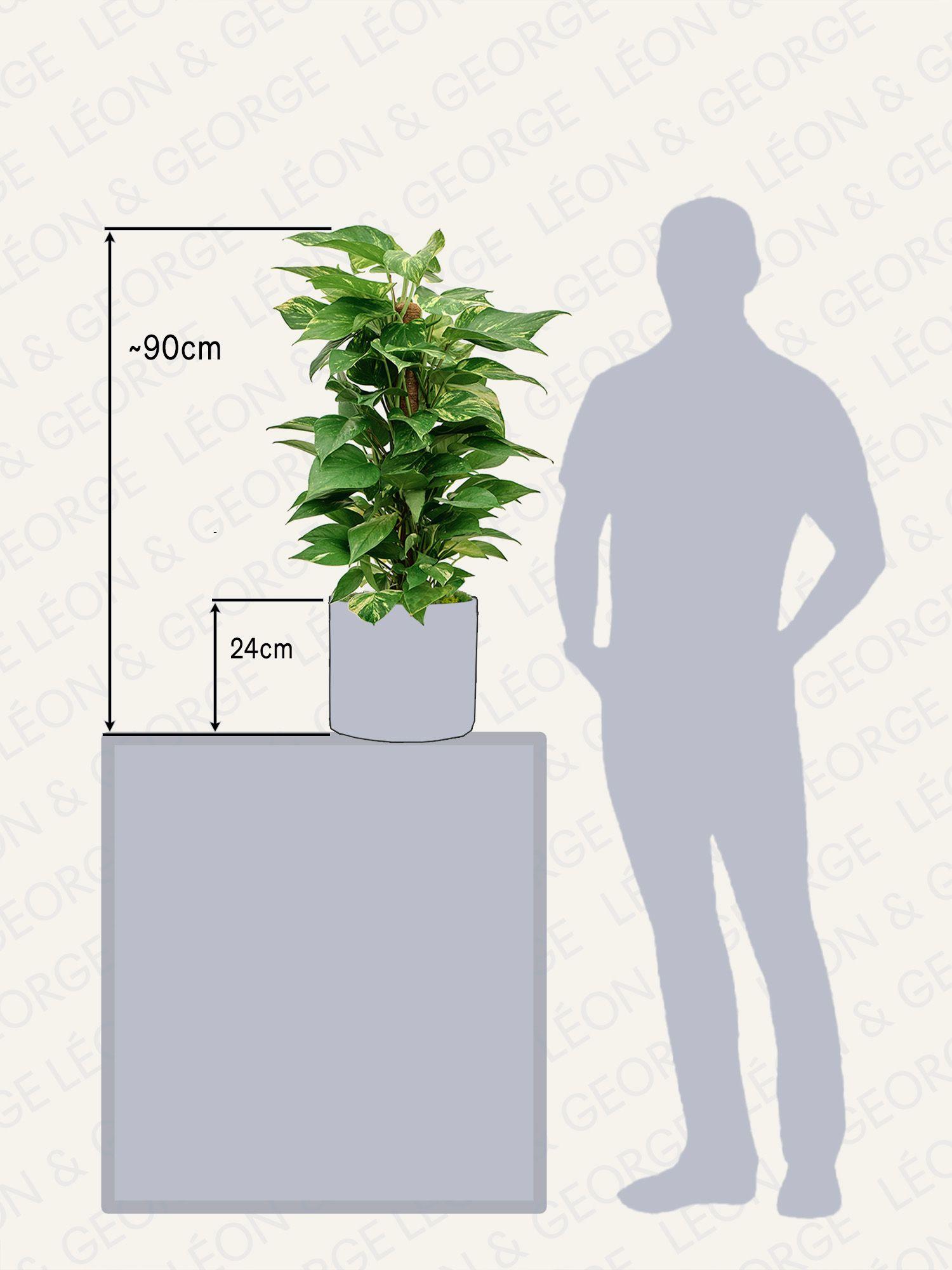 Pothos Colonne