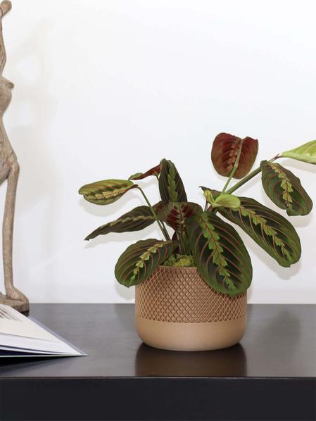 Maranta