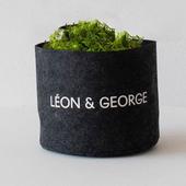 Medium Cascading Pothos without pot, potted plant, shipped by Léon & George