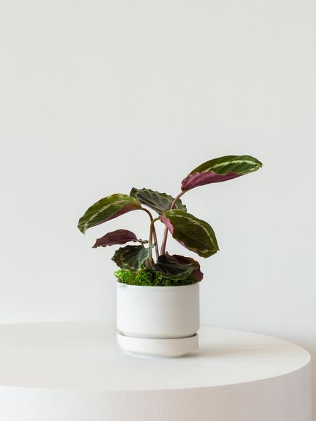 Calathea Medallion