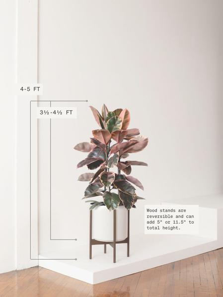 Pink Rubber Tree