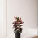 Ruby Rubber Tree