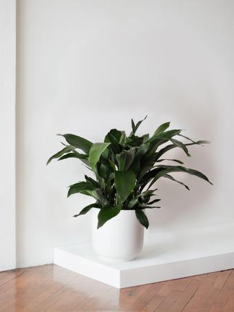 indoor plants picture