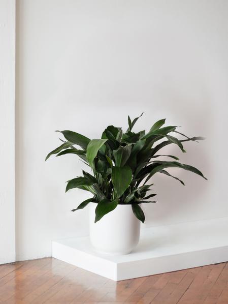 Cast Iron Plant