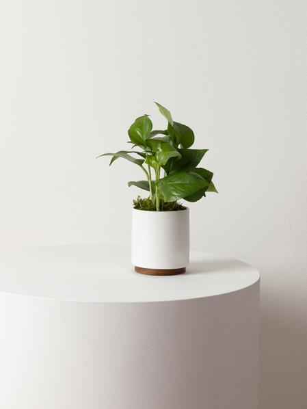 Jade Pothos
