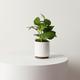 Jade Pothos