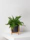 Boston Fern