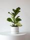 Fiddle Leaf Fig Plant