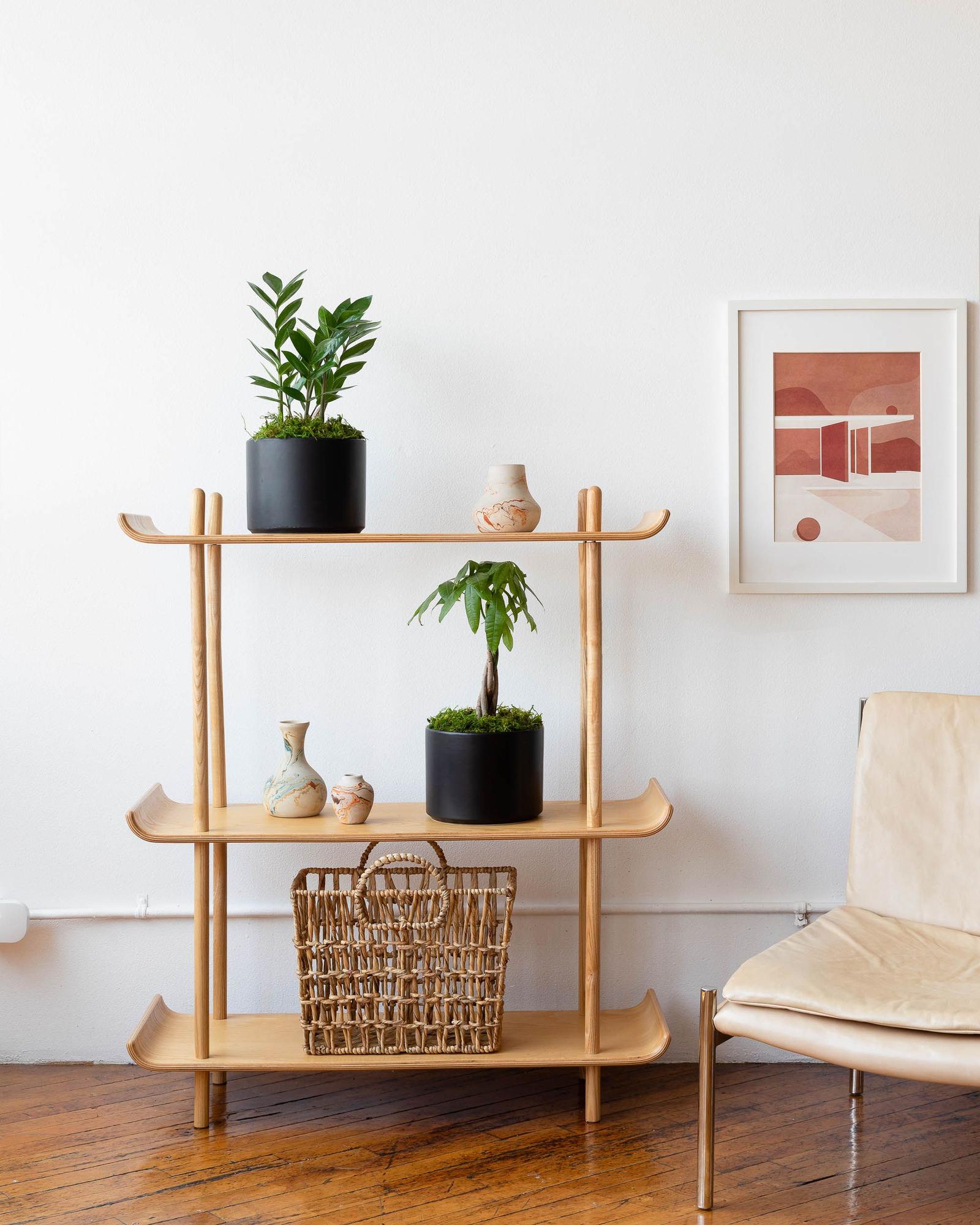 Money Tree and Zanzibar Gem Duo