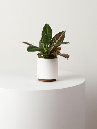 indoor plants picture