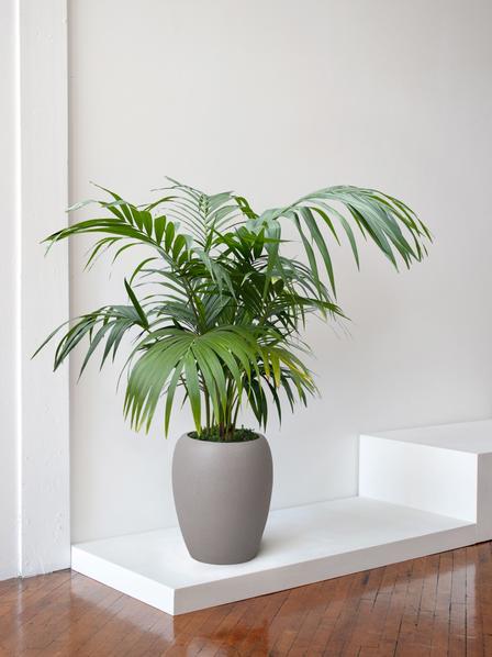 Kentia Palm
