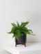 Boston Fern