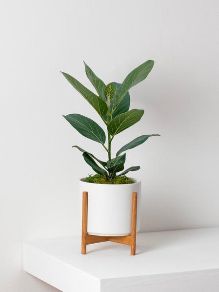 Ficus Audrey