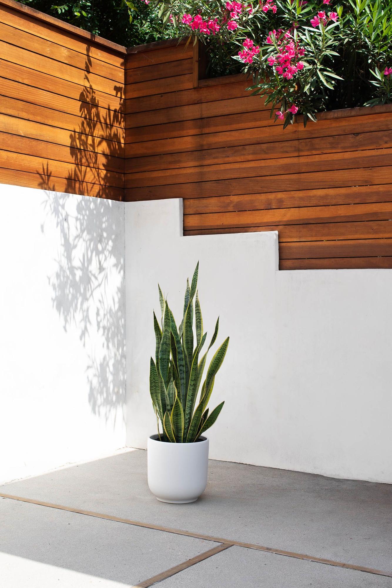 Snake Plant Laurentii