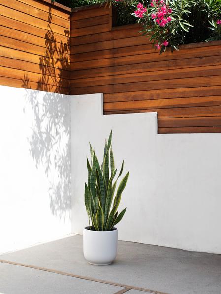 Snake Plant Laurentii
