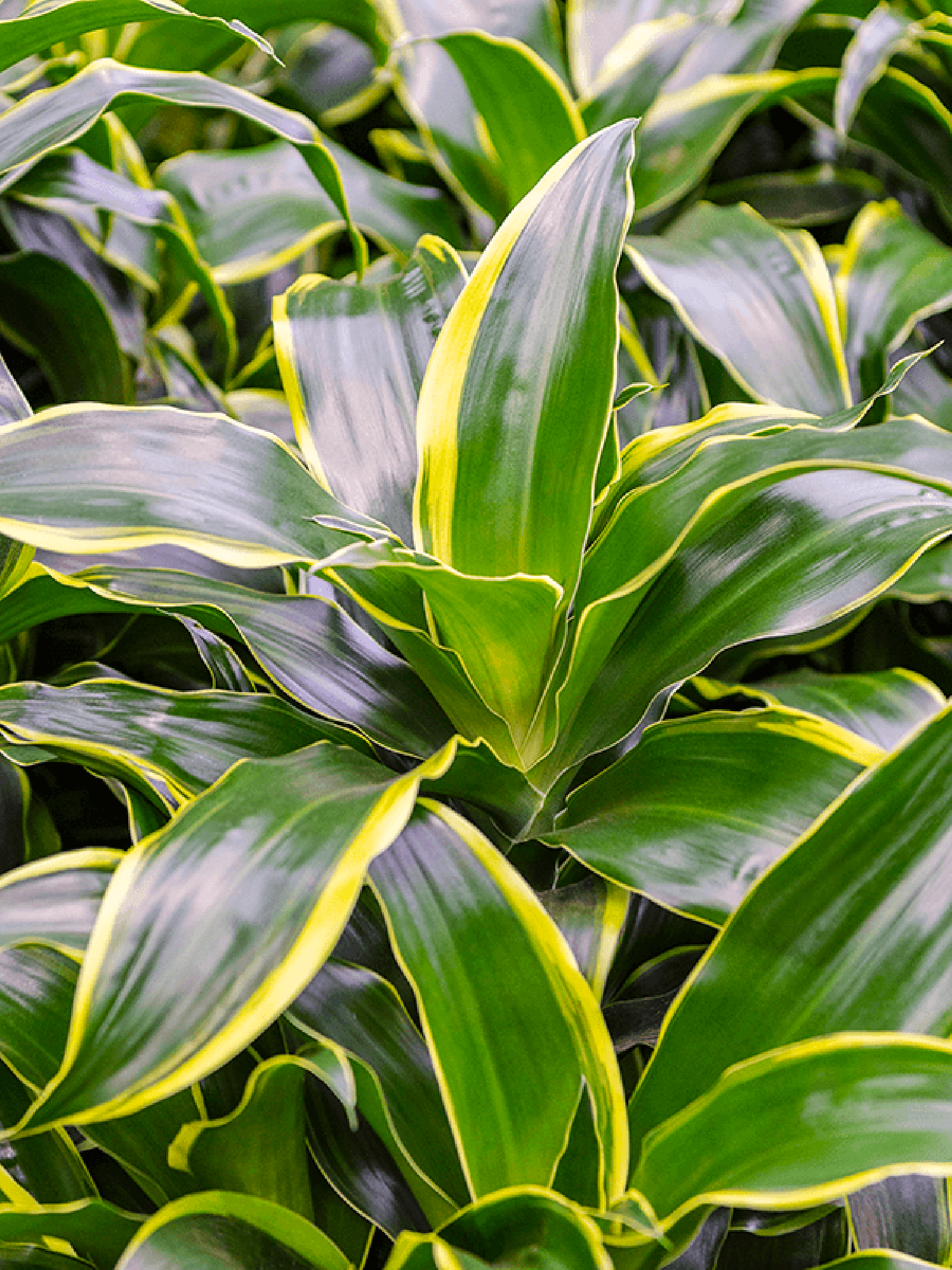 Dracaena Fragrans Dorado