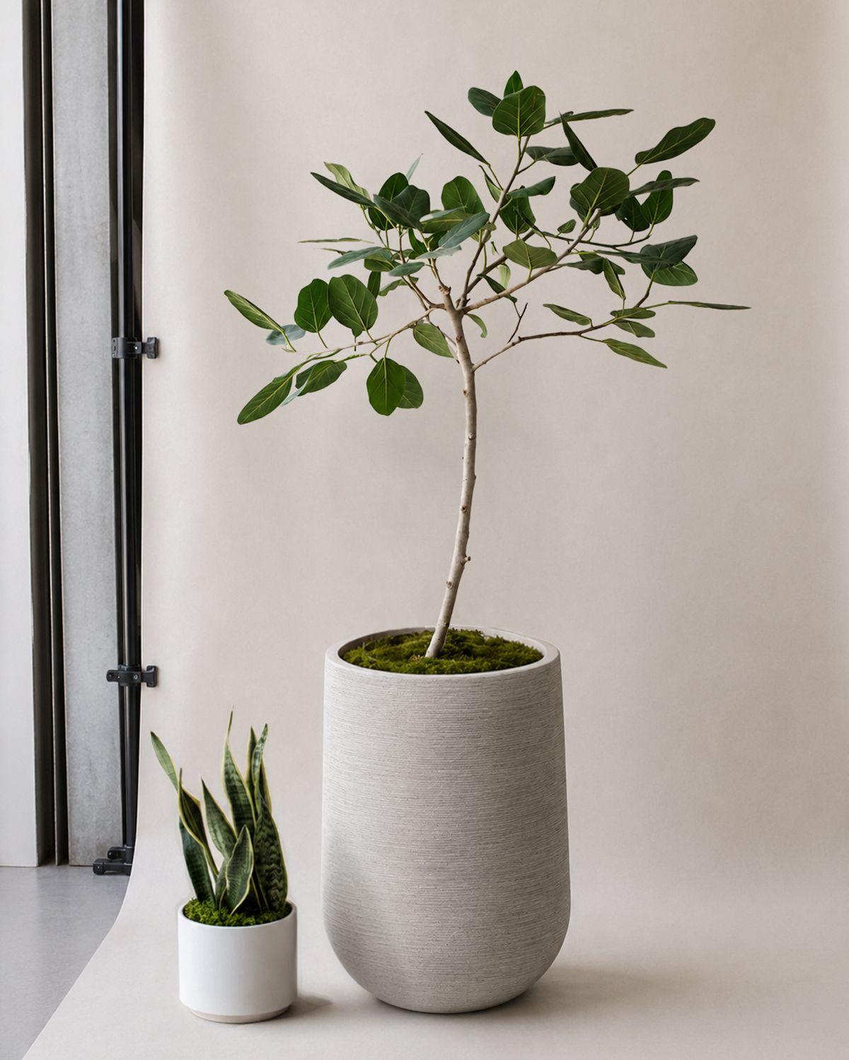 Ficus Audrey Tree scale image