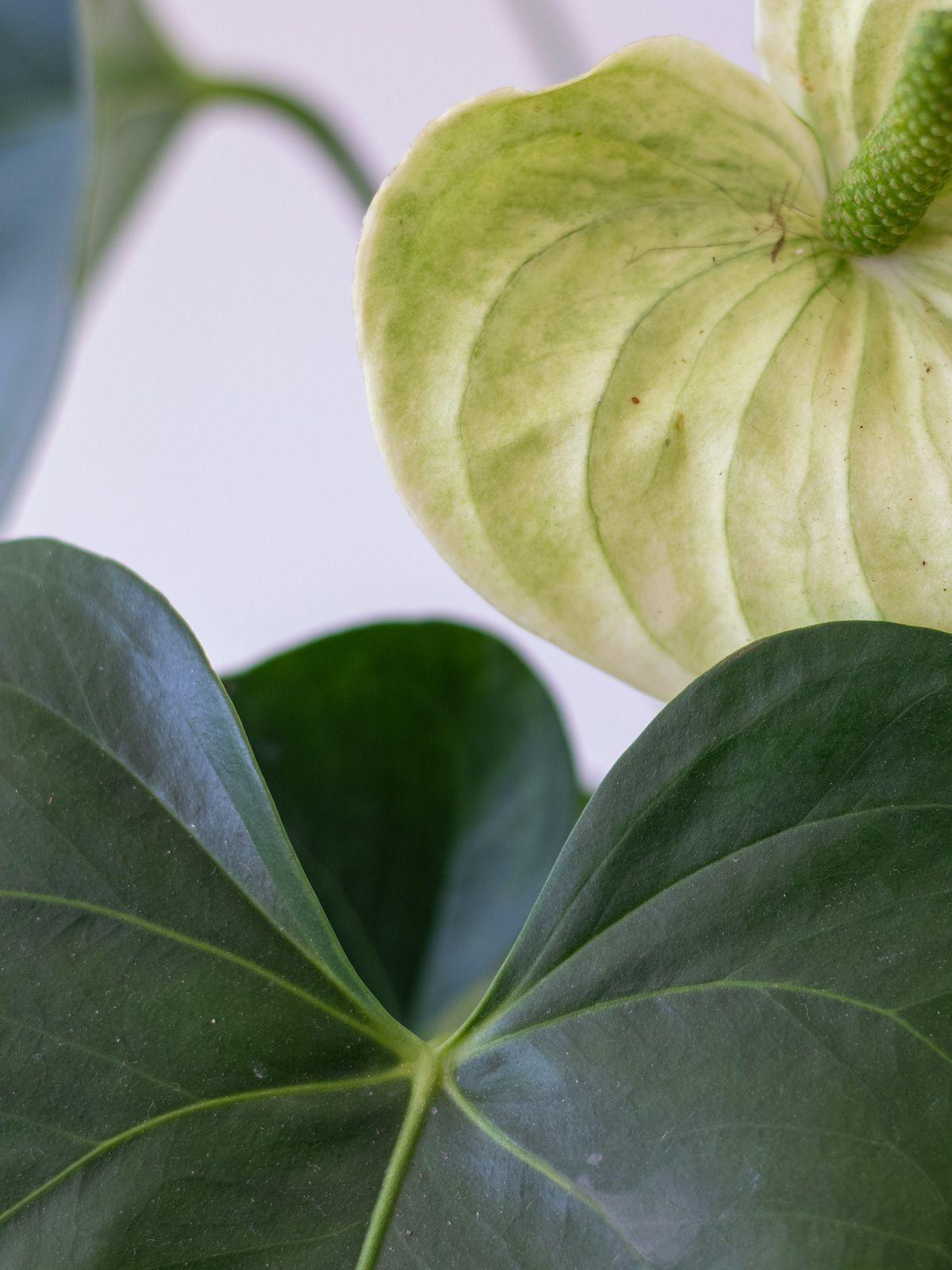 Anthurium - Queen of Spades in Scandinavian - Medium