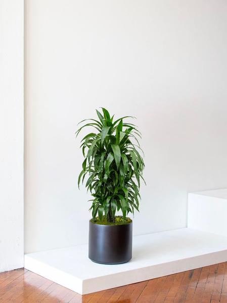 Dracaena Fragrans Janet