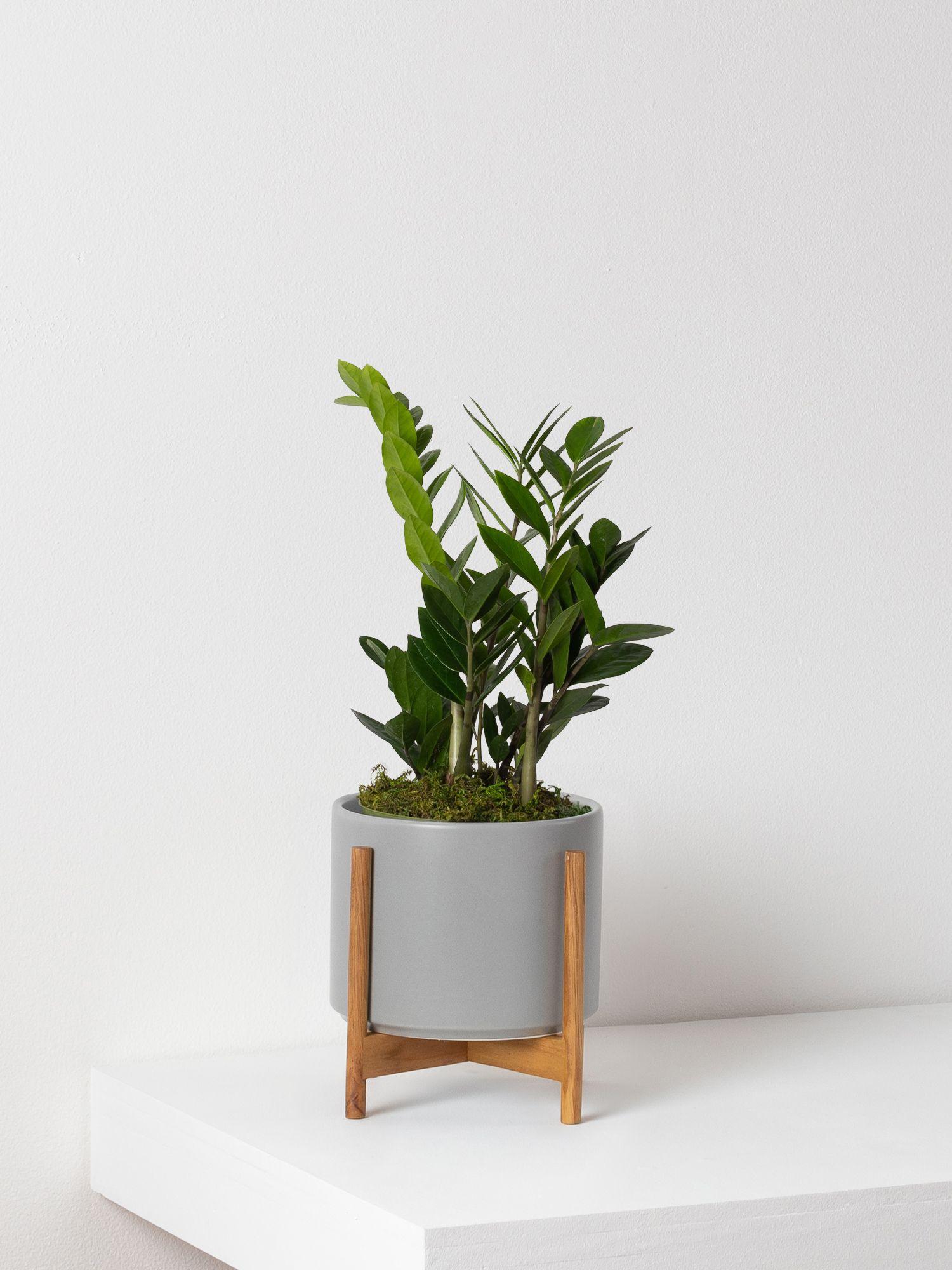zanzibar-gem-gray-mid-century-