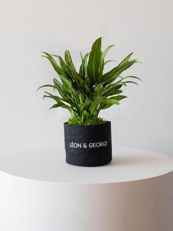 indoor plants picture