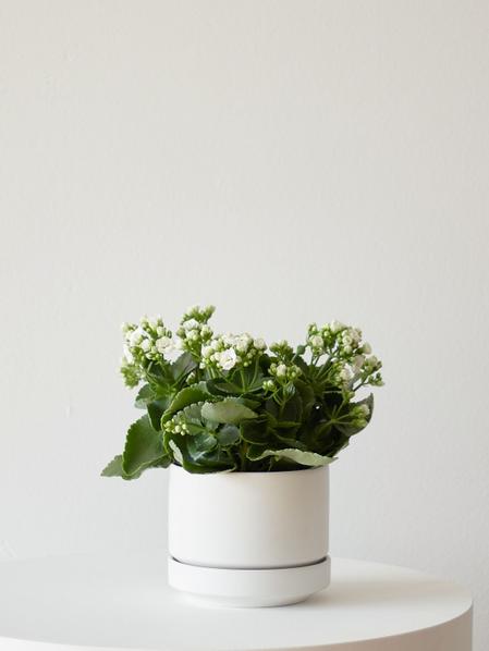 Snowdrop Calandiva