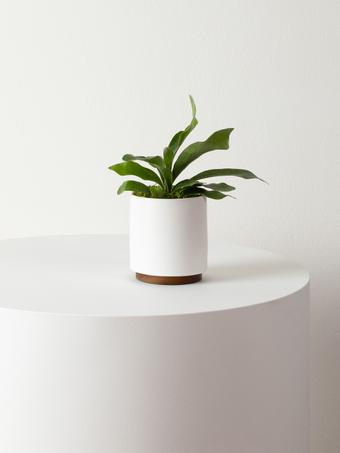 indoor plants picture