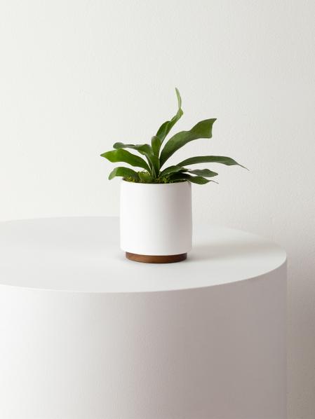 Staghorn Fern