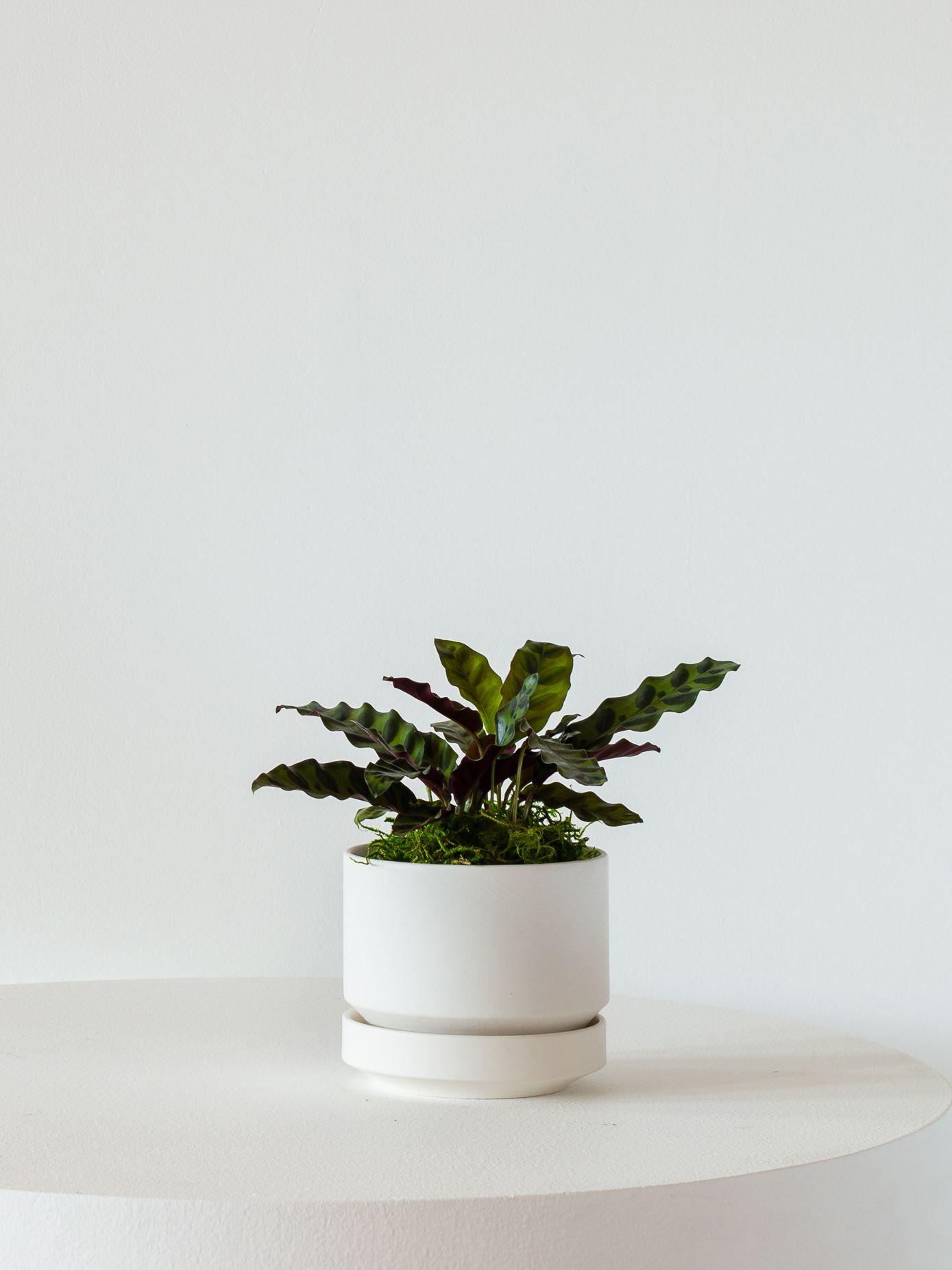 Calathea Rattlesnake