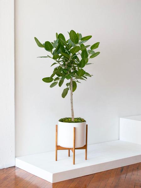 Bengal Fig Tree