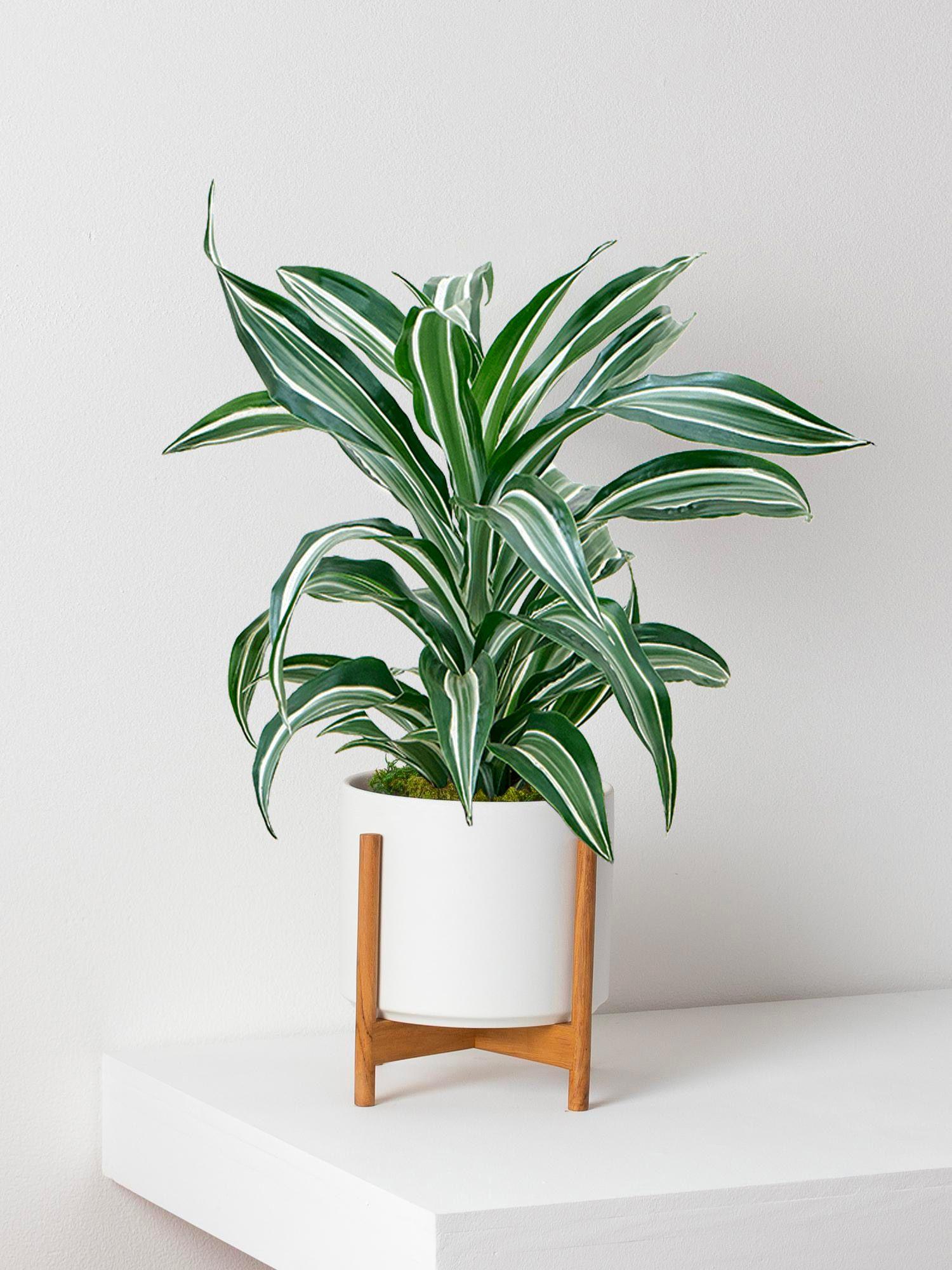 Drachenbaum Fragrans Jade Jewel Medium (60cm) + undefined Topf | Lon &  George
