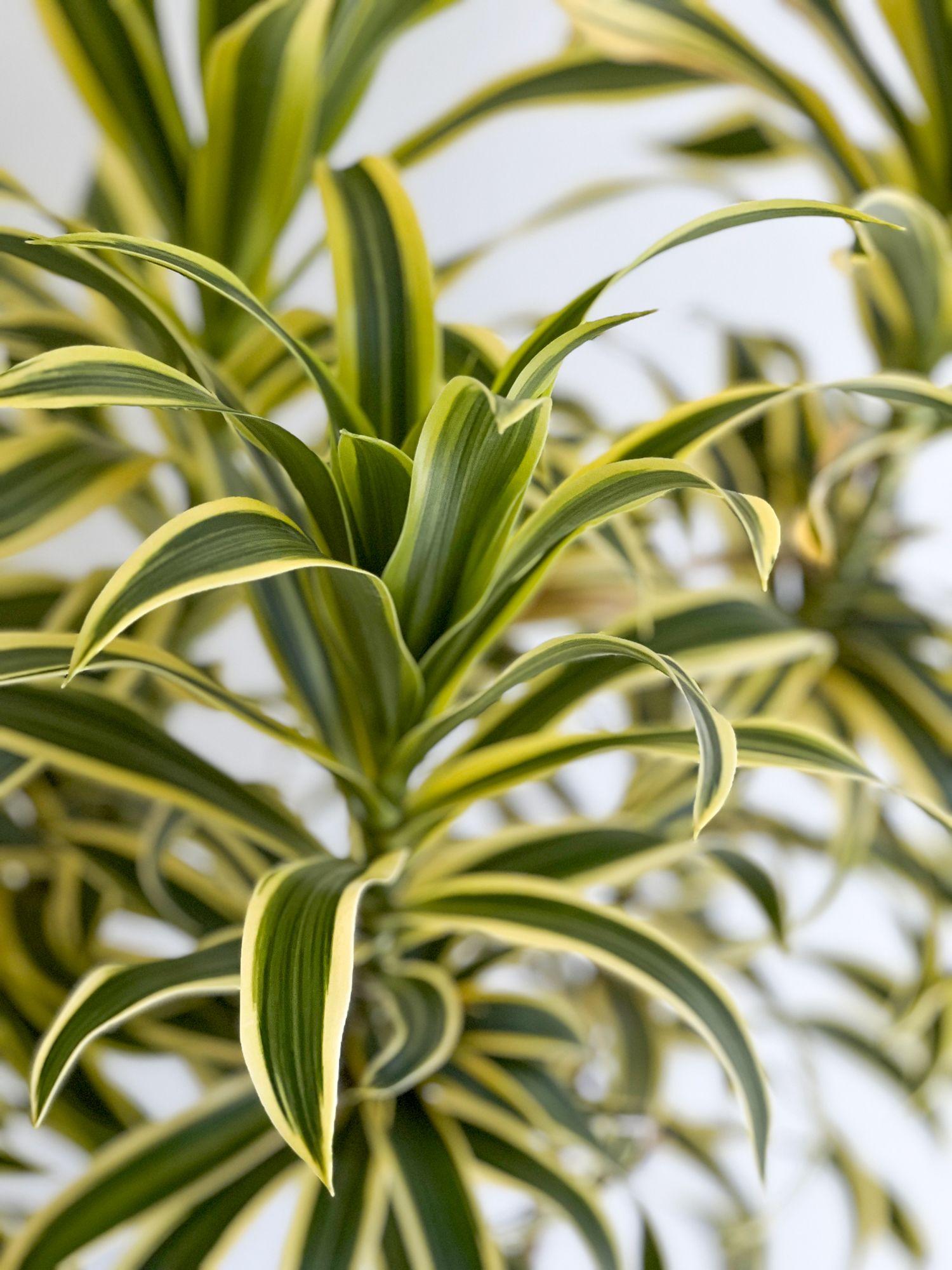 Dracaena Song of India - Plant Only