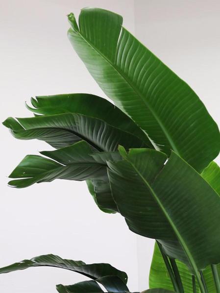 Grand Oiseau de Paradis - Mid-Century